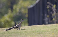 Greater Roadrunner 4040